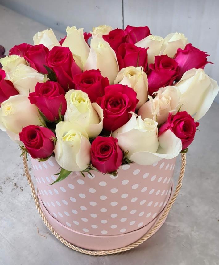 vered 6 copy